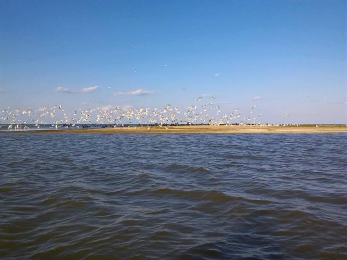 isola degli uccelli vilkovo delta danubio ucraina.jpg